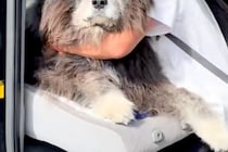 車の助手席に乗っていた秋田犬→『絶対に降りたくない』と駄々をこねて…意思が強すぎる『態度』が21万再生「貫禄すごいｗｗ」「日々筋トレ」