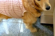 暑くなってきたので『お留守番』と大型犬に伝えた結果→言葉を理解した瞬間…あまりにも素直な『表情』に反響「切ないｗ」「一緒に行きたいね」