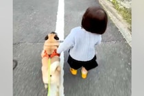 小さな女の子と一緒にお散歩をする犬→距離感がわからず、近づいたら…愛おしすぎるハプニングが286万再生「かわいい当たり屋ｗ」「仲良し」