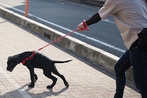 犬がリードを引っ張っているときの『タブー行為』3選　逆効果となるしつけの仕方まで解説