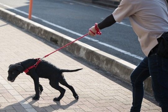 犬がリードを引っ張っているときの『タブー行為』3選　逆効果となるしつけの仕方まで解説