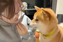 犬の前で『食べるフリ』をした後『あげるフリ』をした結果→あまりにも可愛いやり取りが14万再生「エアーおやつ」「付き合ってあげてる感ｗ」