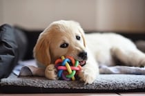 『子犬期のお世話』で大変なこと3つ　一番最初にやるべきことや必要な事前準備まで