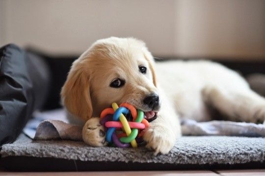 『子犬期のお世話』で大変なこと3つ　一番最初にやるべきことや必要な事前準備まで