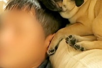 畑のトマトを食べようとして、叱られた犬→しょんぼり顔をしていて…絶対に許してしまう『まさかの表情』が33万再生「甘え上手ｗ」「可愛すぎ」