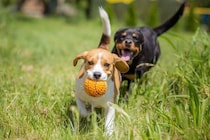 「２頭目の犬を迎えても大丈夫？」獣医師が診療現場で感じる"ワンコを多頭飼育するメリット"