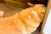 朝、『お兄ちゃんを起こして』と犬にお願いした結果→なかなか起きずに…ほっこりする展開に「こんな起こし方されたい」「怒ってるみたいｗ」の声