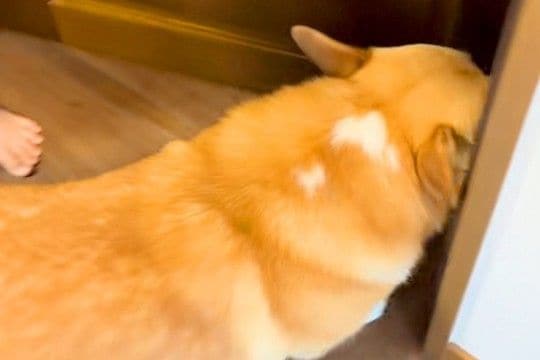 朝、『お兄ちゃんを起こして』と犬にお願いした結果→なかなか起きずに…ほっこりする展開に「こんな起こし方されたい」「怒ってるみたいw」の声