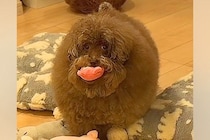 ボサボサの犬を『洗面台で洗った』結果→本当に犬…？想像超える『衝撃のビフォーアフター』が1141万再生「魔法使いｗ」「おじいちゃんで草」