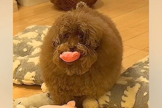 ボサボサの犬を『洗面台で洗った』結果→本当に犬…?想像超える『衝撃のビフォーアフター』が1141万再生「魔法使いw」「おじいちゃんで草」