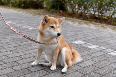 散歩、横座り、柴犬