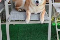 ドッグランに出かけた犬→『楽しんでくれるかな』と思った、4分後…思っていたのと違う光景に爆笑「柴犬すぎるｗｗ」「満足そうで笑った」