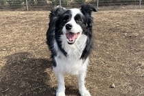 サービス精神旺盛な犬が『親子連れ』を発見→『どうする？』と聞きにきて…まさかの『賢すぎる行動』に1万いいね「エンターテイナー」「お利口」