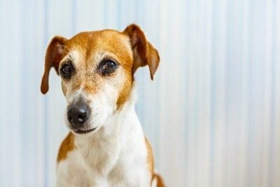 訝しげな顔の犬
