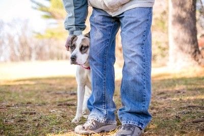 人の足の横後ろに隠れる犬