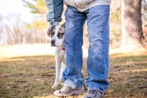 愛犬が『怖がっているとき』にできる適切な対処法4選　安心を与えて絆を深めよう
