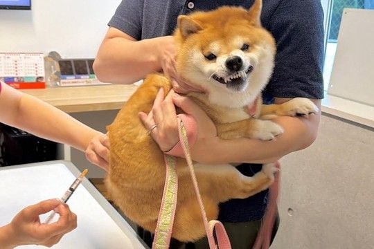 病院で注射を打たれ、大絶叫する犬→見ていた2歳の女の子が心配して…目頭が熱くなる『まさかの展開』が32万再生「優しい子」「絆がすごい」