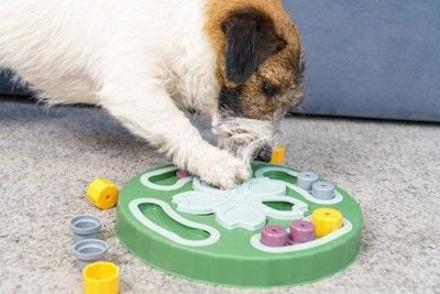 知育玩具で遊ぶジャックラッセル