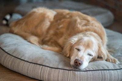 眠る高齢のゴールデン