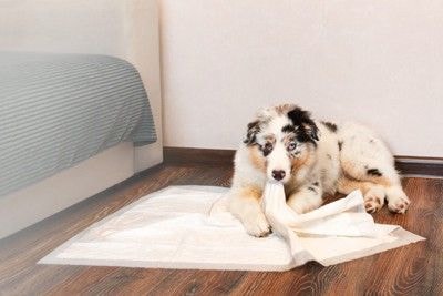 ペットシーツを齧る犬