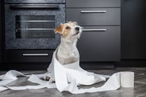 犬が『ウンチ』を隠そうとする5つの理由　主な心理や飼い主がやってはいけない対応まで