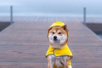 犬と雨の日に散歩へ行くときの『便利グッズ』4つ　愛犬に不快な思いをさせないための事前準備とは？