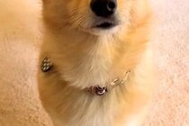 『申し訳なさそうな顔』で呼びに来た犬→ついて行った結果、トイレが…予想外だった『まさかの展開』が21万再生「愛おしい泣く」「優しい世界」
