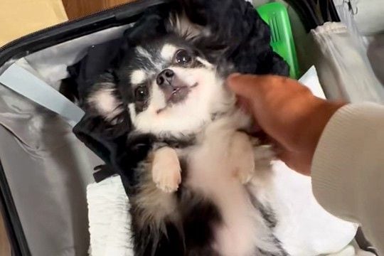 旅行の準備中、近づいてきた犬→『荷物のフリ』をするので退けた結果…思わず連れて行きたくなる光景が27万再生「ぬいぐるみ化ｗ」「可愛すぎ」