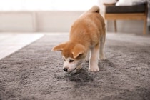 犬が『トイレを我慢している』サイン5選　問題なく排泄させるためにできることはあるの？
