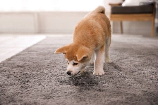 犬が『トイレを我慢している』サイン5選 問題なく排泄させるためにできることはあるの?