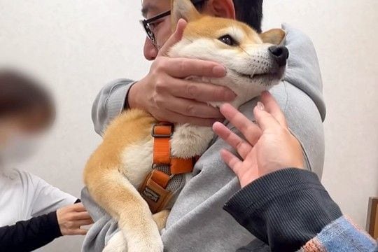 病院で怖がらずに注射を打てた妹犬→兄犬はというと…あまりにも対照的な『情けない光景』が234万再生「まるで子供ww」「文句言ってて草」