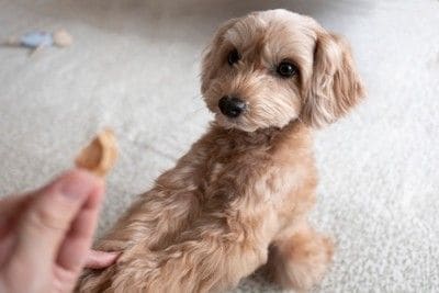 おやつをねだる犬