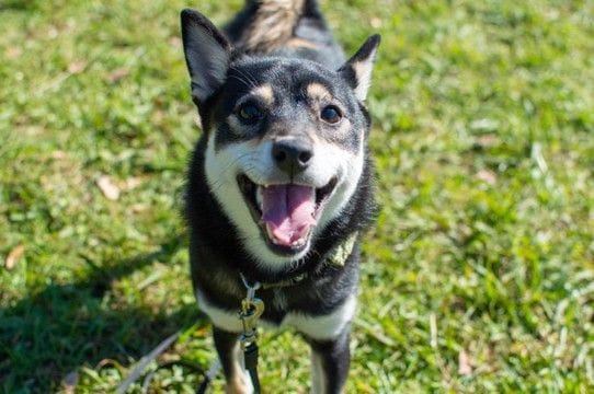 『大切に育てられている犬』の共通点4選 愛犬に伝わりやすい愛情の与え方まで解説