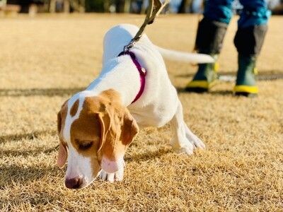 散歩中に地面のニオイを嗅ぐビーグル