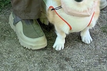 ドッグランに出かけた犬→入ってすぐに…誰も予想できなかった『まさかの勘違い』が13万表示「知らない人を見る顔してて草」「可愛すぎる」と