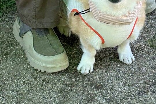 ドッグランに出かけた犬→入ってすぐに…誰も予想できなかった『まさかの勘違い』が13万表示「知らない人を見る顔してて草」「可愛すぎる」と