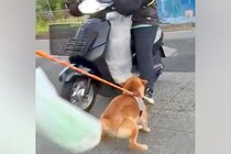 朝5時、『新聞配達のおばちゃん』を待ち伏せする犬→バイク姿が見えた瞬間に…想像以上の『大歓迎』に絶賛「愛が強すぎるw」「喜びの舞で草」