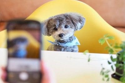 スマホで撮影中のトイプードル