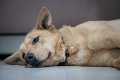 床に横になる犬
