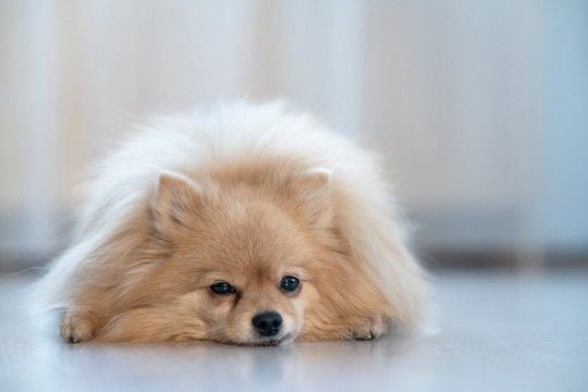 犬が『痛い』と思っているときにみせる行動５選　見逃したくないサインや注意点まで