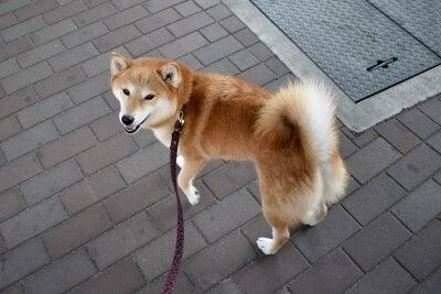 散歩、振り向く柴犬