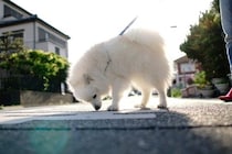 犬が散歩中にする行動の意味とは？やめさせるべき仕草や安全に散歩させるための対策まで
