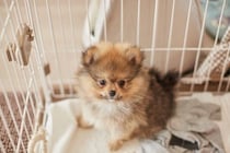 犬に危険な『室内環境』5つ　迎える前に必ず知っておくべき注意点まで解説