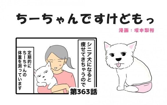 ちーちゃんですけどもっ【第363話】「シニア犬は太りにくいのに」