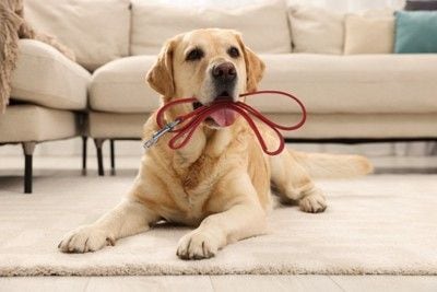 リードを咥えている犬