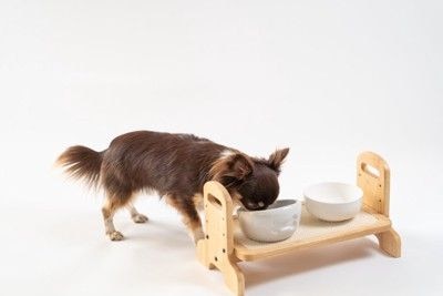 台に置かれたご飯を食べる犬