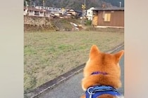 電車を見に来た犬→車両が近づいてきたら『別の場所』が気になってしまい…まさかの『天然っぷり』が18万再生「ウケるｗｗ」「もー可愛すぎ」