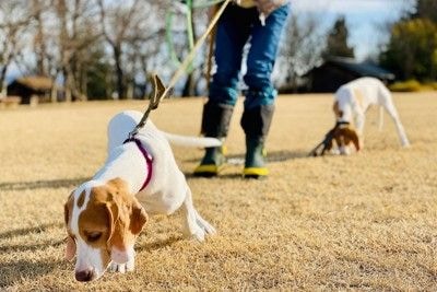 匂い嗅ぎをする2頭の犬