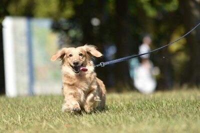 公園の芝生を走る散歩の犬