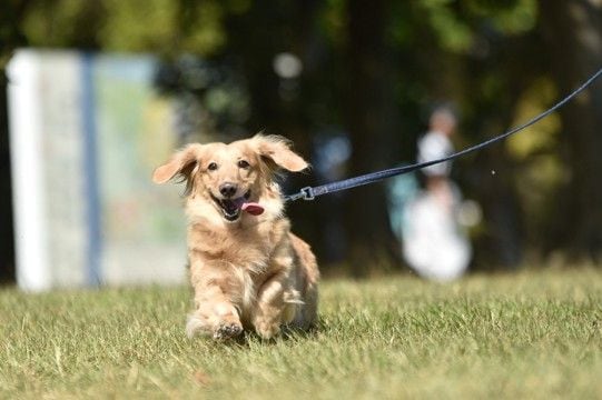 犬の散歩に便利な『フレキシブルリード犬の散歩に便利な『フレキシブルリード』って本当にいいの？気になる安全性やおすすめできない理由まで』って本当にいいの？安全性やQOLの視点からおすすめできない理由